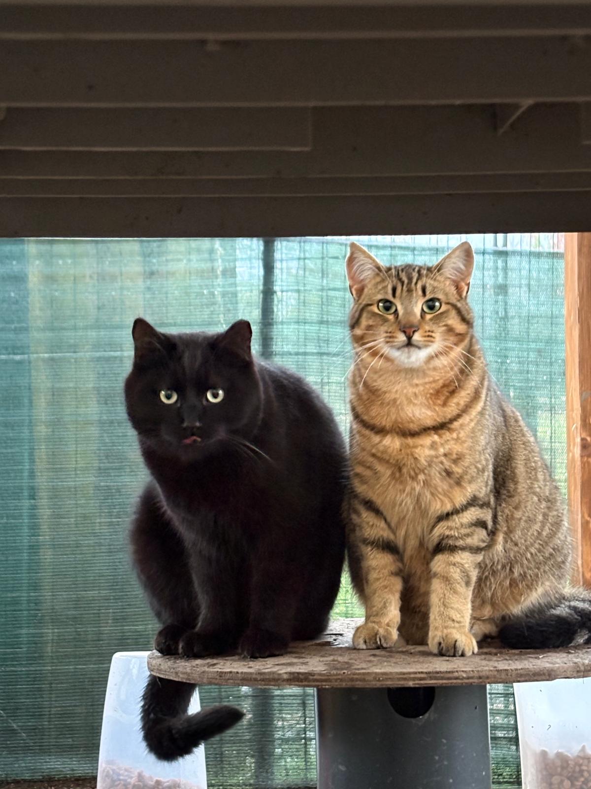 Dalla parte degli animali