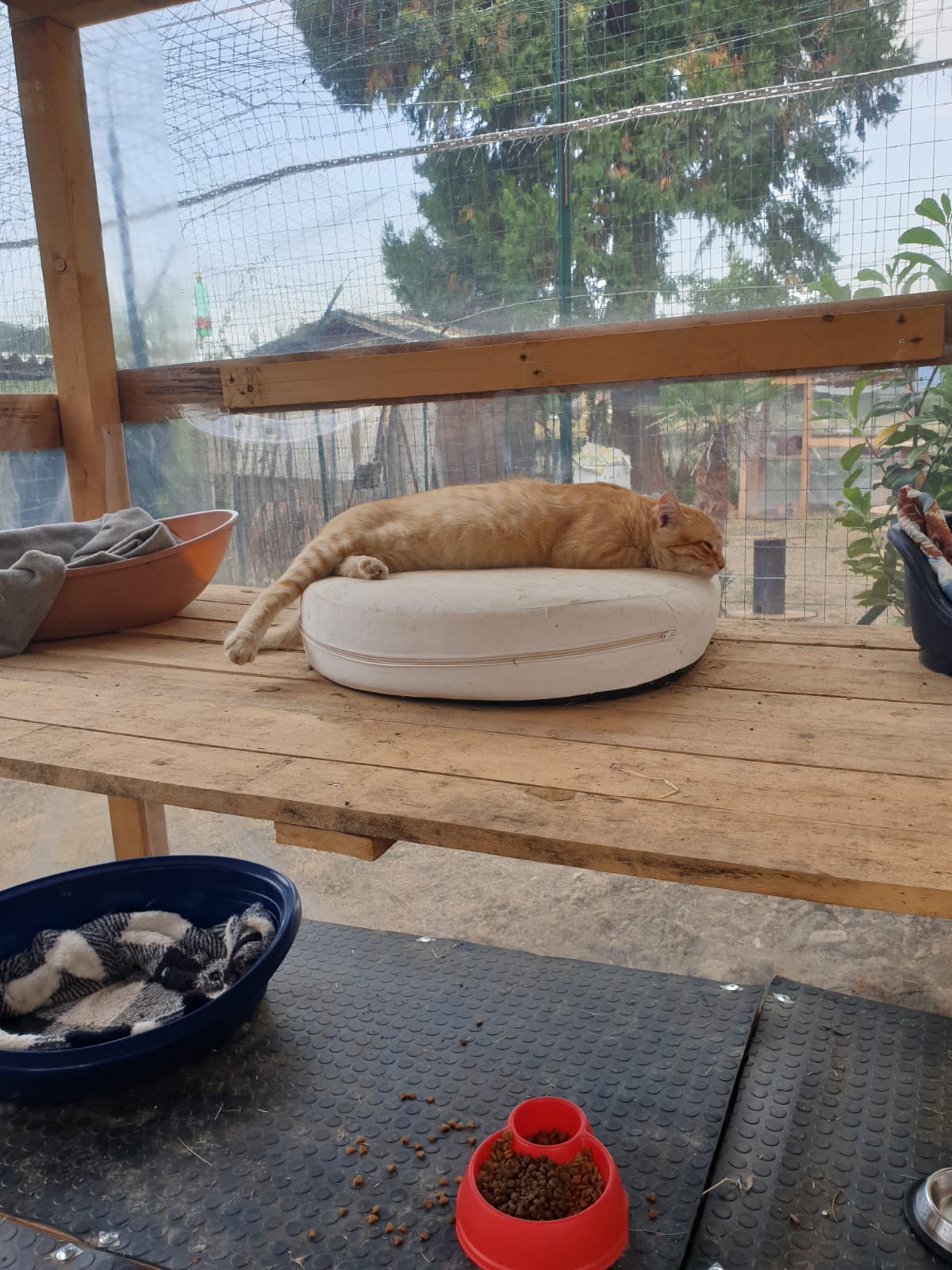 Dalla parte degli animali